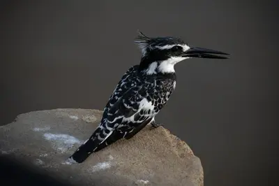 a black and white bird sitting on a rock at Adventure Bush Villa in Marloth Park