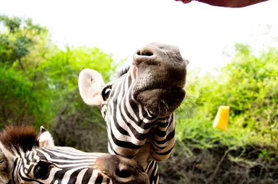 a close up of a zebra looking up at something at Adventure Bush Villa in Marloth Park