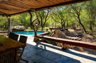 two zebras standing next to a swimming pool at Adventure Bush Villa in Marloth Park