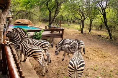 a group of zebras standing around in the dirt at Adventure Bush Villa in Marloth Park