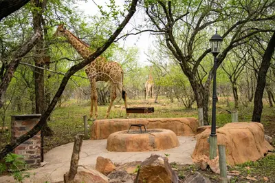 a giraffe walking around in a field with trees at Adventure Bush Villa in Marloth Park