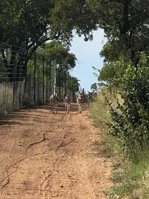 two giraffes walking down a dirt road at Sasavona Game Lodge in Warmbaths