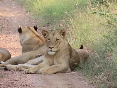 three lions laying on the side of a dirt road at Muweti Bush Lodge in Grietjie Nature Reserve