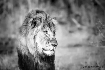 a black and white photo of a lion with at Muweti Bush Lodge in Grietjie Nature Reserve