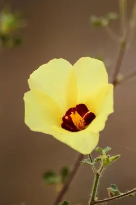 a yellow flower with a red inside of it at Muweti Bush Lodge in Grietjie Nature Reserve