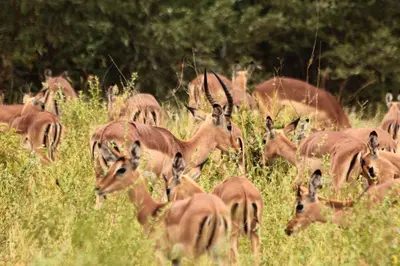 a herd of gazelle grazing in a field of tall grass at Muweti Bush Lodge in Grietjie Nature Reserve