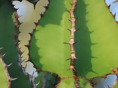 a close up of a green cactus with spikes at Muweti Bush Lodge in Grietjie Nature Reserve