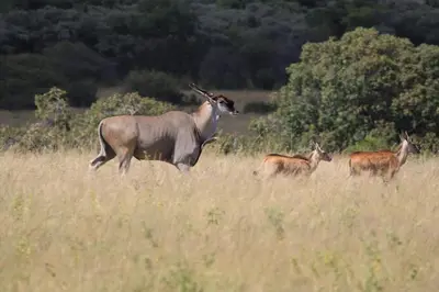 a group of antelope in a field of tall grass at Moletani Game Ranch in Kareefontein