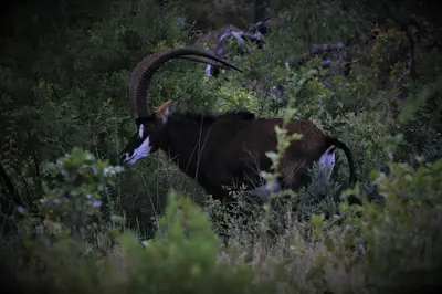 a ram with long horns standing in a field at Moletani Game Ranch in Kareefontein