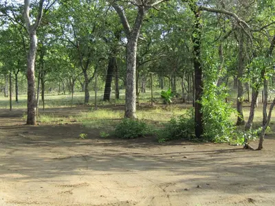 a group of trees in a park with a dirt road at Pafuri Gate Guesthouse in Mabalingwe Game Reserve