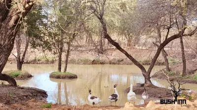 a group of geese standing in a body of water at Bush Inn Lodge Lephalale in Lephalale