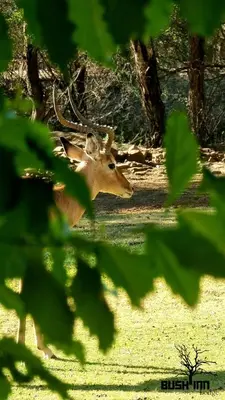 a deer walking in the grass in a field at Bush Inn Lodge Lephalale in Lephalale