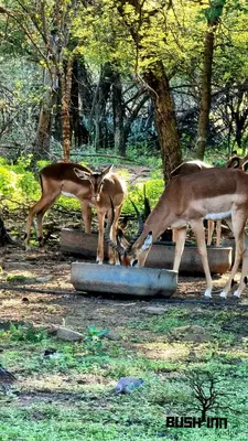 a group of gazelles standing around in a field at Bush Inn Lodge Lephalale in Lephalale