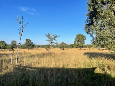 a field of tall grass with a tree in the middle at Newburg Lodge & Luxury Bush Tents, Elements Private Golf Reserve in Moheme