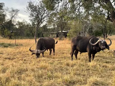 two oxen and a baby buffalo grazing in a field at Newburg Lodge & Luxury Bush Tents, Elements Private Golf Reserve in Moheme