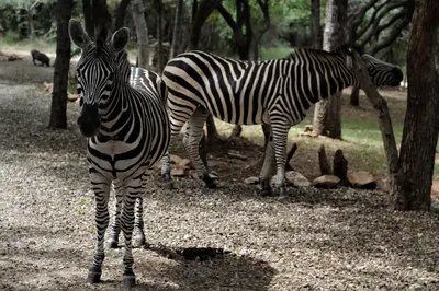 two zebras standing next to each other in a forest at Mellivora Lodge in Marloth Park