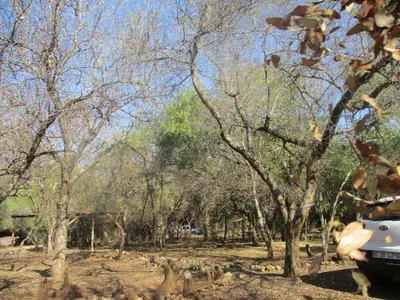 a car parked in a forest of trees at Mellivora Lodge in Marloth Park