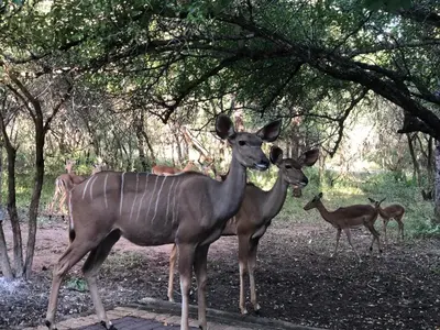a group of deer standing under a tree at Mellivora Lodge in Marloth Park