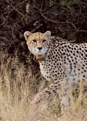 a cheetah standing in a field of tall grass at Jabula Bush Camp in Klipdrift
