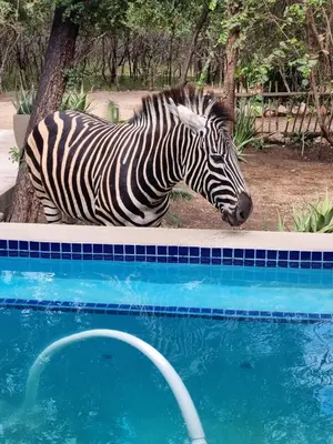 a zebra standing next to a swimming pool at The Aloes Bush Lodge in Marloth Park