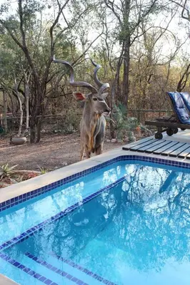 a antelope with horns standing next to a swimming pool at The Aloes Bush Lodge in Marloth Park