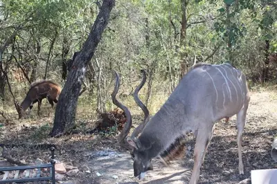 an animal with long horns grazing in a field at The Aloes Bush Lodge in Marloth Park
