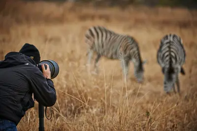 a person taking a picture of two zebras in a field at Tomjachu Bush Retreat in Nelspruit