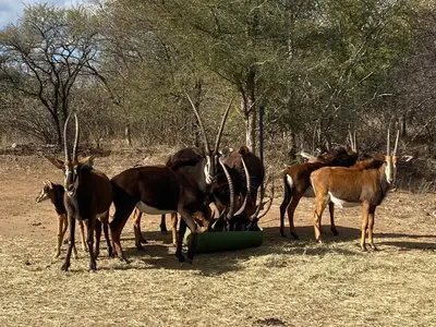 Gallery image of My Africa Adventure Farm in Hoedspruit