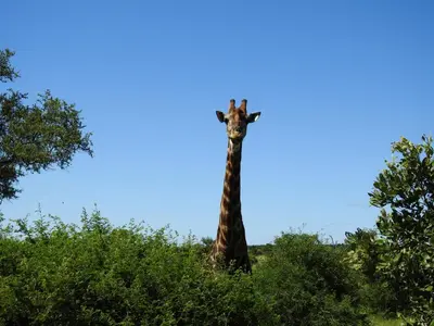 Gallery image of My Africa Adventure Farm in Hoedspruit