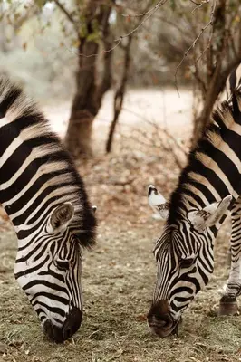 two zebras standing next to each other in a field at Jackals Dream - Self Catering Villa bordering Kruger National Park in Marloth Park