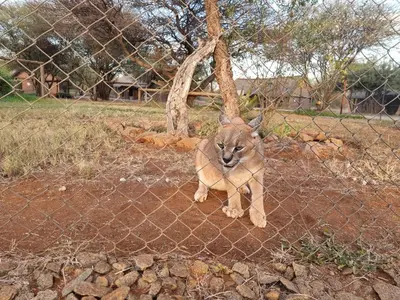 a lioness standing behind a chain link fence at Sundowners Game Lodge in Marble Hall