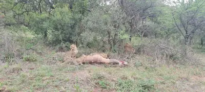 a cheetah laying on the ground in a field at The Leadwood Safari Camp in Dinokeng Game Reserve