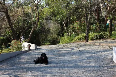 a black dog laying in the middle of a road at Tucked-Away 1&2 Bedroom Houses in Nelspruit