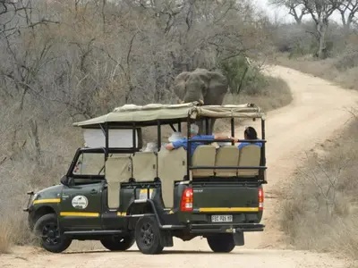 an elephant standing behind a jeep on a dirt road at Bongan Safari Lodge in Mbabat