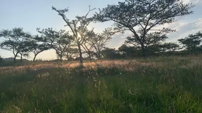 a field of tall grass with trees in the background at Hope Haven Cottage in Nelspruit