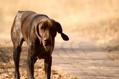 a brown dog is walking down a sidewalk at Hope Haven Cottage in Nelspruit