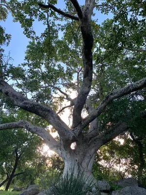 a large tree with some branches and some grass at Hope Haven Cottage in Nelspruit