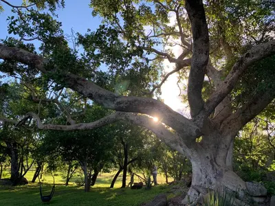 a tree with the sun shining through the branches at Hope Haven Cottage in Nelspruit