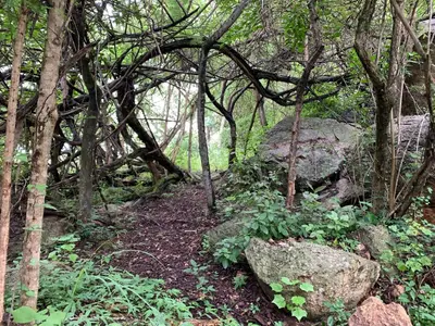 a forest with trees and rocks and plants at Hope Haven Cottage in Nelspruit