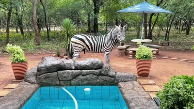 a zebra standing next to a pool with an umbrella at Kruger Kumba - Mugwenzi in Marloth Park
