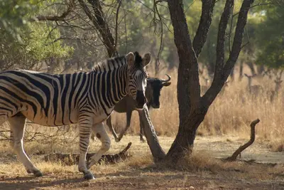 a zebra is standing next to a tree at Beka Idube Bushveld Retreat in Cullinan