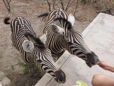 two zebras standing next to a person eating food at Lionsview Private Lodge - 4 Lions in Marloth Park