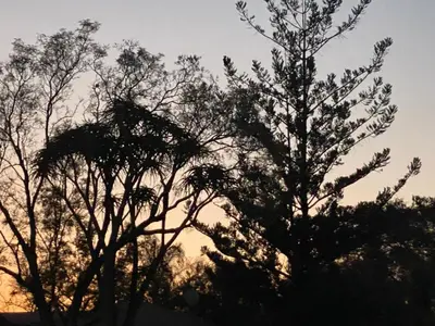 two trees silhouetted against the sky at sunset at The King's Court Guest Manor in Bela-Bela