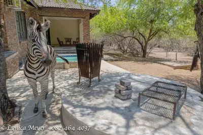 a zebra standing in front of a house at Mamba Bush House in Marloth Park
