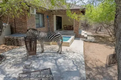a zebra standing in a cage in front of a house at Mamba Bush House in Marloth Park
