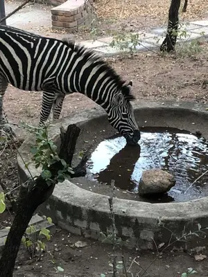 a zebra drinking from a pool of water at Pheasant's Crest in Marloth Park