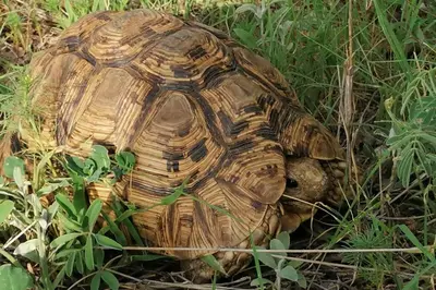 a tortoise is sitting in the grass at Amukela Kaya in Hoedspruit