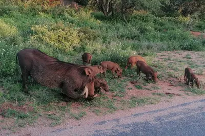 a group of cows grazing on the side of a road at Amukela Kaya in Hoedspruit