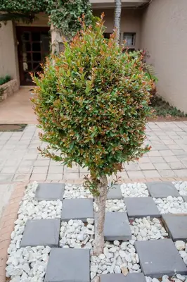 a small tree in the middle of a stone pathway at 4 Gazelle Guesthouse in Nelspruit