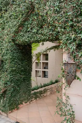 a ivy covered wall with a street light and a window at 4 Gazelle Guesthouse in Nelspruit